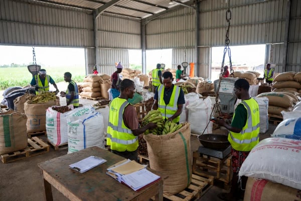 Crop Aggregation & Sourcing — Kronix Agri