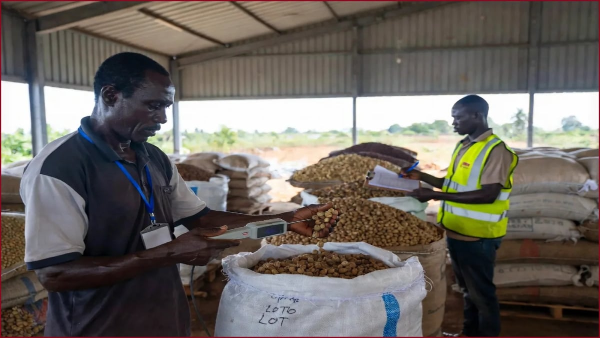Commodity aggregation programme for an export operation