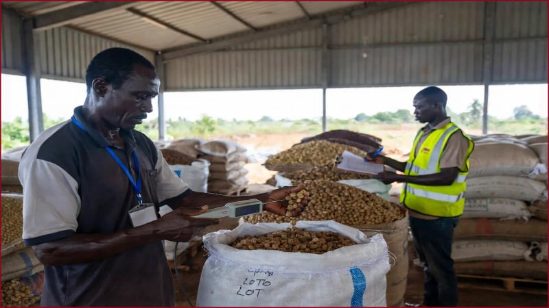 Commodity aggregation programme for an export operation — Brong-Ahafo Region, Ghana — Kronix Agri